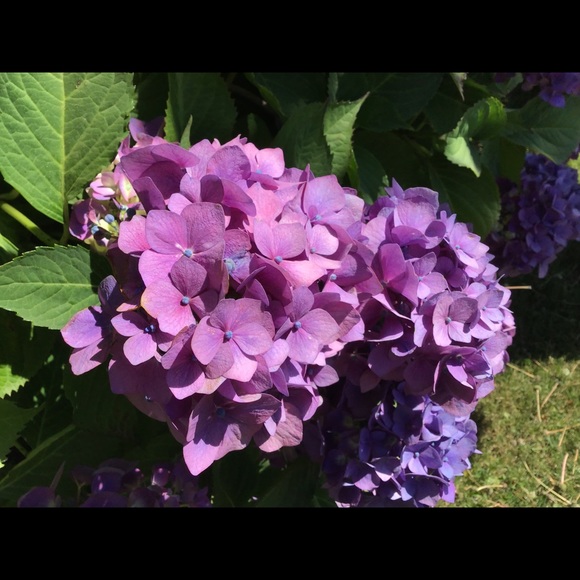 Meet your Posher, Angelica - Picture 1 of 1